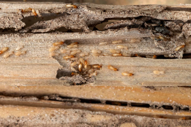 Best Pest Removal Services  in Southmayd, TX